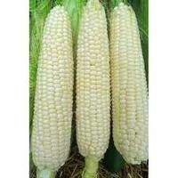 Sweet Corn, Hickory King Cane White non GMO Heirloom 50 vegetable 