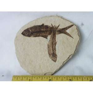  Fish Fossil, 8.44.24 