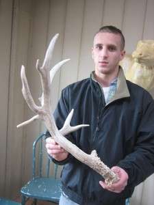 HUGE NON TYPICAL MULE DEER SHEDS antlers whitetail taxidermy rack 