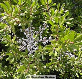Northern BAYBERRY SHRUB SEED Candle Berry  