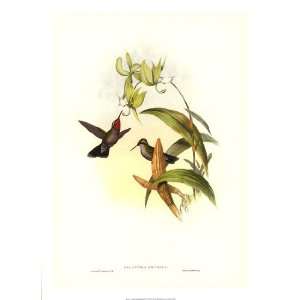  Gould Hummingbird IV by John Gould 16x22