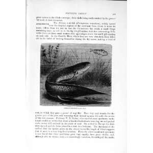  NATURAL HISTORY 1896 AFRICAN MUD FISH ANTIQUE PRINT