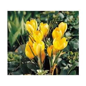  Crocus   Giant   Yellow Fall Flower Bulb   Pack of Ten 