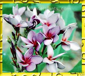 Plumeria with rooted Sillky Purple **Dont Miss***  