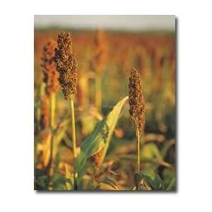 Millet (German Foxtail) Seeds 