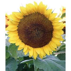  Sunflower, Sunny Hybrid 1 Pkt. (25 seeds) Patio, Lawn 