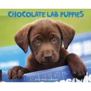  Chocolate Lab Puppies 2013 Wall Calendar