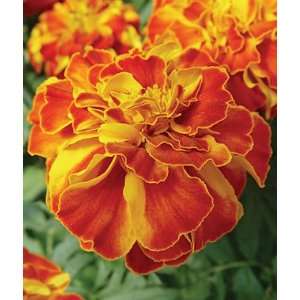  Marigold, Fireball 1 Pkt. (50 seeds) Patio, Lawn & Garden