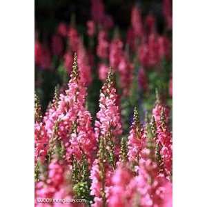  Snapdragon  Pink   50 Seeds Patio, Lawn & Garden