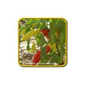   Hot   Hot Pepper Seeds   Jumbo Seed Packet (50) Patio, Lawn & Garden