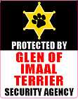 glen of imaal terrier  