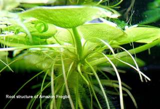 20+ Frogbit Floating Plants aquatic aquarium koi pond  