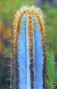   purpureus @ rare color columnar cacti outdoor cactus seed 100 SEEDS