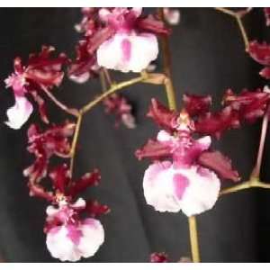   Sharry Baby Sweet Fragrance Chocolate Scented Hybrid Orchid Plant