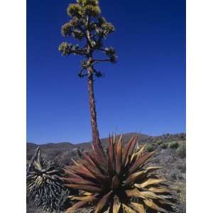 Century Plant, Agave Shawii, Blooms Against Blue Desert Sky in Spring 