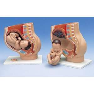  3B Scientific Pregnancy Pelvis,3 part Health & Personal 
