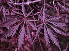 25 Seeds  Inaba Shidare Japanese Maple Seed FRESH THIS YEAR