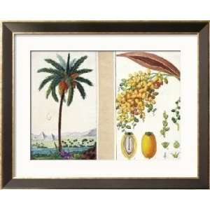  Date Tree and Fruit,Early Nineteenth Century Framed Art 