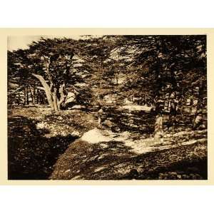  1925 Lebanon Cedar Trees Grove Landscape Photogravure 