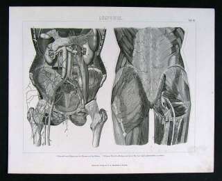 1874 Print   Human Anatomy   Torso Pelvis Organs Muscle  