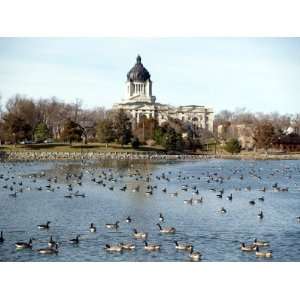Canada Geese Enjoy a Sunny Day on Capitol Lake in Pierre, S.D 