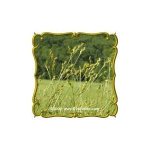   brevior) Jumbo Wild Grass Seed Packet (1000) Patio, Lawn & Garden