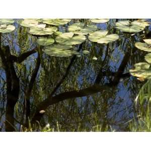  Weeping Willow Tree Reflected in a Water Lily Pond, Groton 