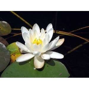  Juno White Water Lily 10 Seeds   Nymphaea Patio, Lawn 