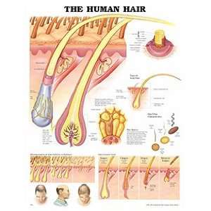 Anatomical Chart Company Human Hair Anatomical Chart:  