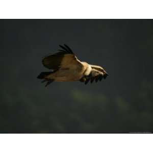  Indian Long Billed Vulture in Flight, Madhya Pradesh 