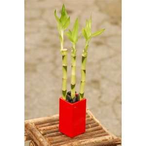  [Discontinued] 3 Lucky Bamboo Canes   12
