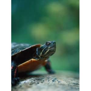  North American Painted Turtle (C Picta) Photographic 