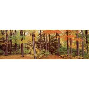  Autumn Trees in a Forest, Chestnut Ridge Park, New York 