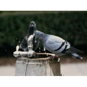  Pigeons Drinking from an Outdoor Water Fountain National 