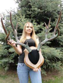 Huge Mule Deer Antlers, Taxidermy, Copper, Bronze, Whitetail, Elk 